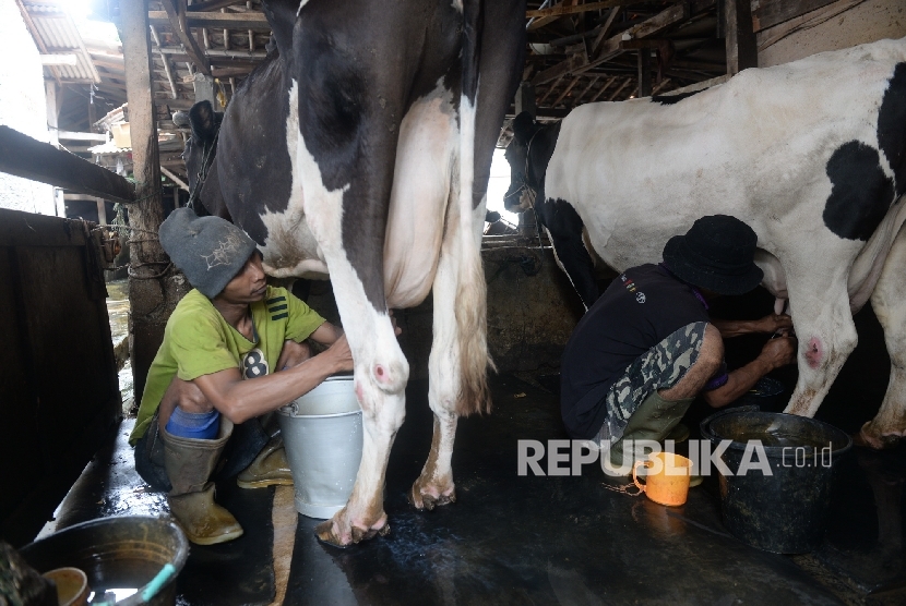 Pekerja memerah susu di peternakan sapi perah (ilustrasi)