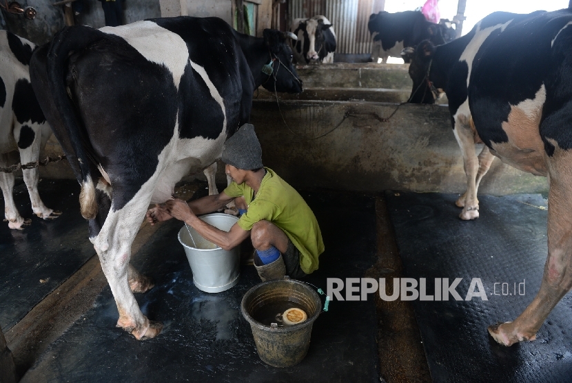 Pekerja memerah susu di peternakan sapi perah. ilustrasi