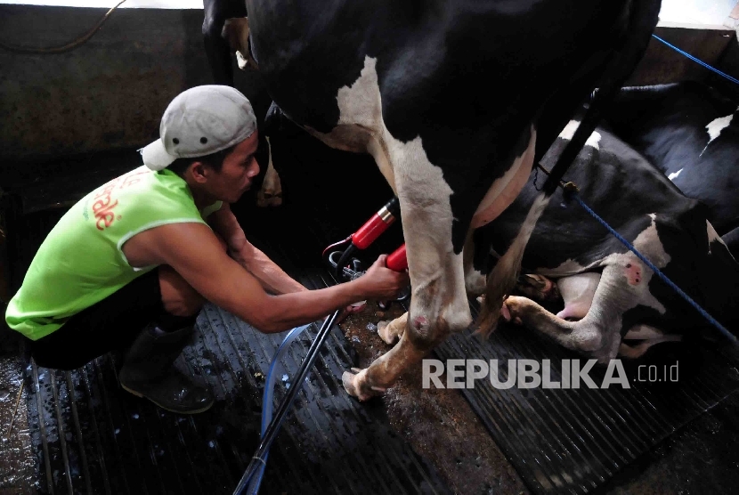  Pekerja memerah susu sapi di peternakan sapi perahan.