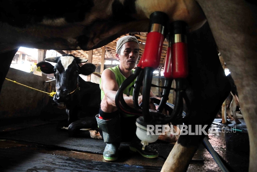  Pekerja memerah susu sapi di peternakan sapi perahan di kawasan Mampang, Jakarta, Selasa (15/3).