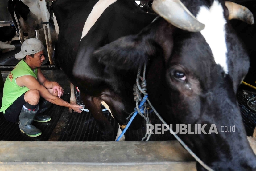 Pekerja memerah susu sapi di peternakan sapi perahan di kawasan Mampang, Jakarta, Selasa (15/3).