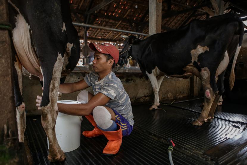 Pekerja memerah susu sapi di salah satu peternakan sapi, Rabu (25/5/2022). Kementerian Pertanian memproyeksi kerugian ekonomi Indonesia akibat wabah penyakit mulut dan kuku (PMK) sapi bisa tembus Rp11,6 triliun. 