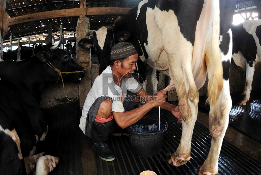  Pekerja memerah susu sapi di tempat peternakan sapi perah di Duren Tiga, Jakarta, Selasa (15/9).    (Republika/Agung Supriyanto)