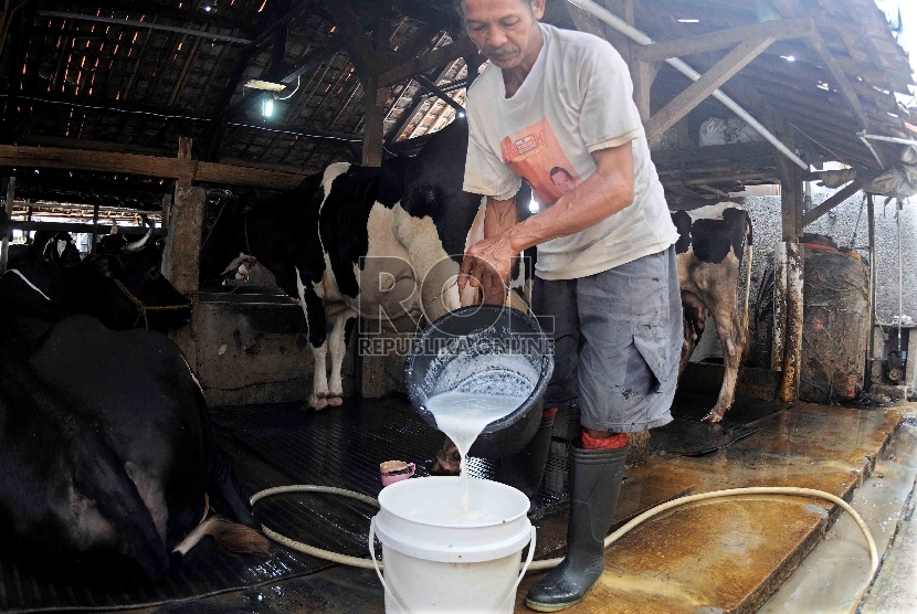  Pekerja memerah susu sapi di tempat peternakan sapi perah di Duren Tiga, Jakarta, Selasa (15/9).   (Republika/Agung Supriyanto)