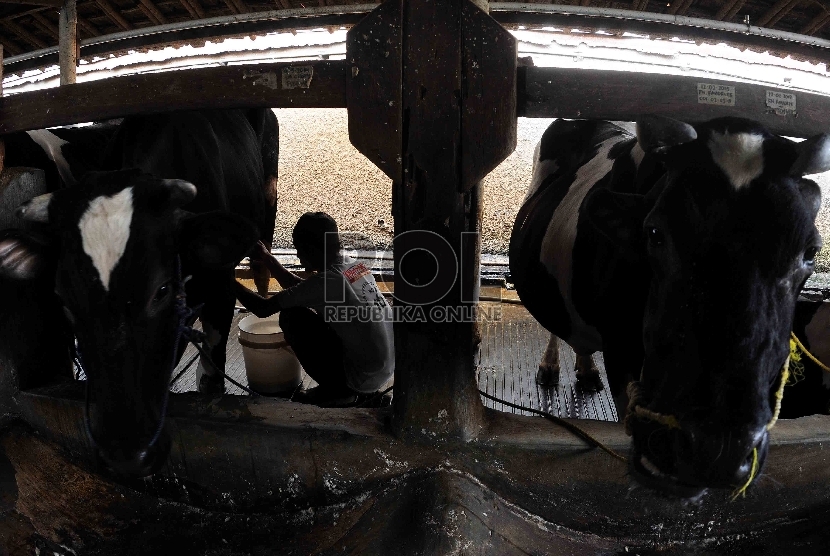  Pekerja memerah susu sapi di tempat peternakan sapi perah di Duren Tiga, Jakarta, Selasa (15/9).    (Republika/Agung Supriyanto)
