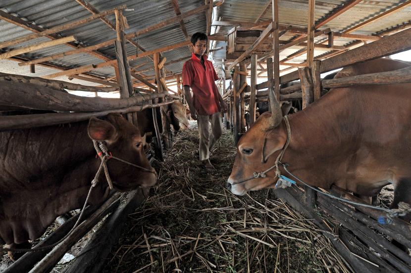 Pekerja memeriksa kondisi kandang peternakan sapi kurban, ilustrasi. Dinas Peternakan Kota Cirebon, Jawa Barat, telah membatasi penjualan hewan kurban hanya satu minggu menjelang hari raya, untuk mengantisipasi wabah Penyakit Mulut dan Kuku (PMK).