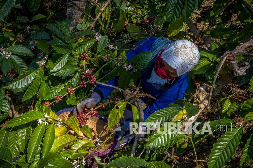 Pekerja memetik biji kopi robusta saat panen raya di Perkebunan Kopi Getas, (ilustrasi).
