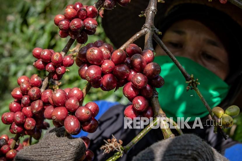 Pekerja memetik biji kopi robusta saat panen raya (ilustrasi). Asosiasi Eksportir dan Industri Kopi Indonesia (AEKI) menilai kebijakan anti deforestasi terhadap negara-negara produsen kopi oleh Uni Eropa bisa memberikan pengaruh secara global.