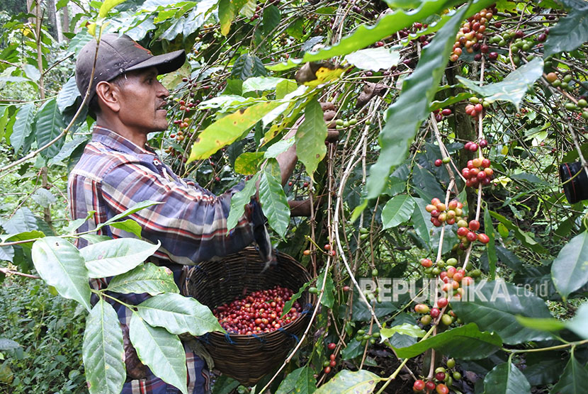 Pekerja memetik kopi Arabika di Desa Sukorejo, Sumber Wringin, Bondowoso, Jawa Timur. Kopi Bondowoso mendapat sertifikat IG dari Kemenkumham.
