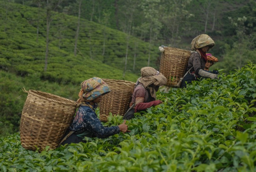 Pekerja memetik teh. Inovasi-inovasi produk teh Indonesia diminati asing termasuk bahan isian kasur bantal