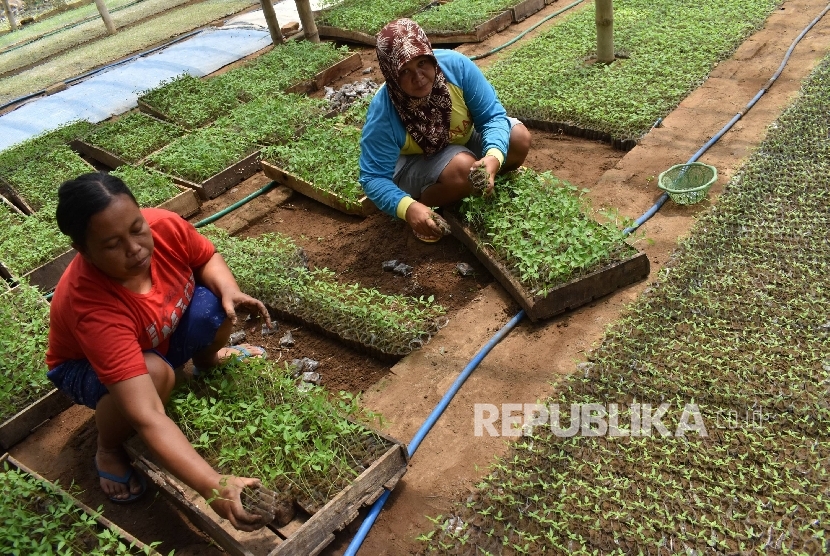 Pekerja memilah bibit cabai rawit di tempat persemaian di Kebonsari, Kabupaten Madiun, Jawa Timur, Selasa (31/1)