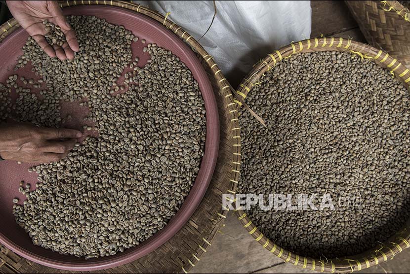 Pekerja memilah biji kopi (green bean) arabika. Pemerintah menargetkan pada tahun 2018 Indonesia menjadi produsen kopi terbesar dunia.