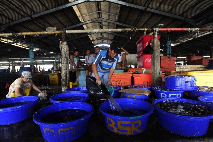 Pekerja memilah cumi di Pasar Ikan Muara Baru, Jakarta, Jumat (30/10).