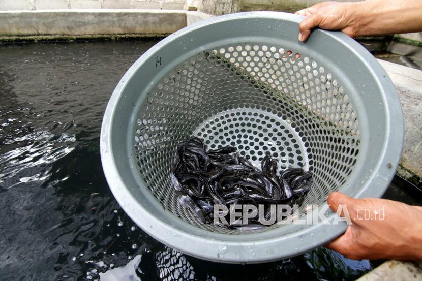 Pekerja memilah ikan lele berdasar ukuran di Kedung Gebang, Banyuwangi, Jawa Timur. ilustrasi