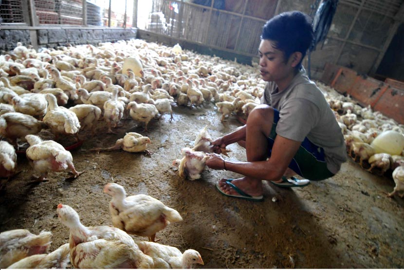 Pekerja memilih ayam potong siap jual di Jakarta, Selasa (22/4).