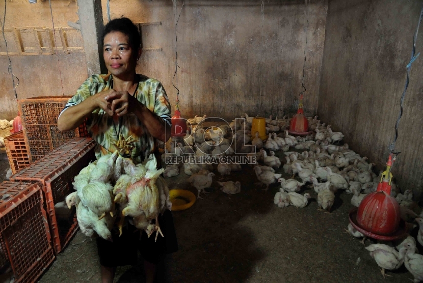 Pekerja memilih ayam ras untuk dijual di Pasar Palmerah, Jakarta, Senin (2/11).  (Republika/Agung Supriyanto)