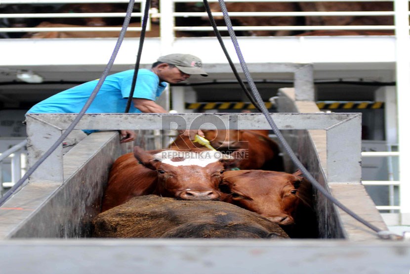  Pekerja memindahkan sapi impor Australia ke atas truk di Pelabuhan Tanjung Priok, Jakarta, Jumat (25/10).     (Republika/ Wihdan)