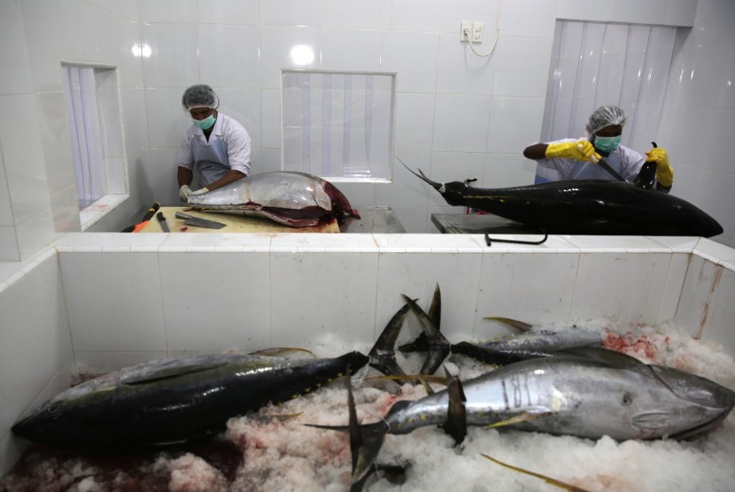 Pekerja memotong dan membersihkan ikan tuna kualitas ekspor di salah satu tempat pengolahan, Banda Aceh, Aceh.
