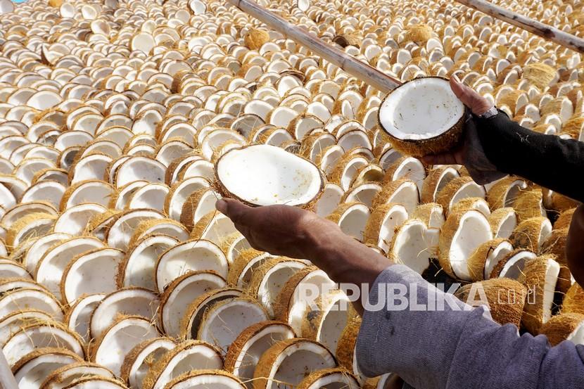 Pekerja memperlihatkan jenis kopra putih saat proses jemur (ilustrasi). Dinas Ketahanan Pangan dan Pertanian Kabupaten Maluku Tenggara (Malra) terus berupaya untuk meningkatkan mutu dan kualitas kelapa kering (kopra) yang diproduksi kelompok tani maupun perorangan.