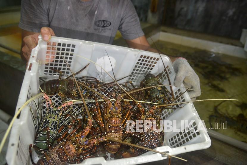 Pekerja mempersiapkan udang lobster kualitas ekspor (ilustrasi). 