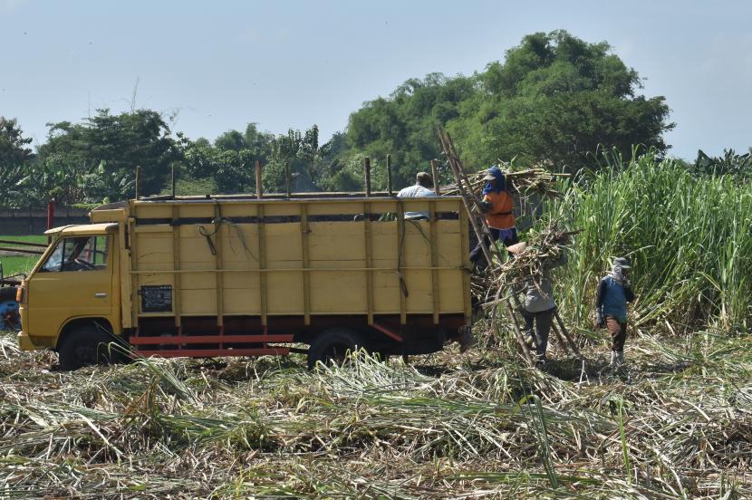 Pekerja memuat tebu ke truk saat panen di Kota Madiun, Jawa Timur, Jumat (5/6/2020). Holding Perkebunan Nusantara (PTPN) menargetkan bisa memproduksi satu juta ton gula di musim giling tebu tahun 2020 ini.