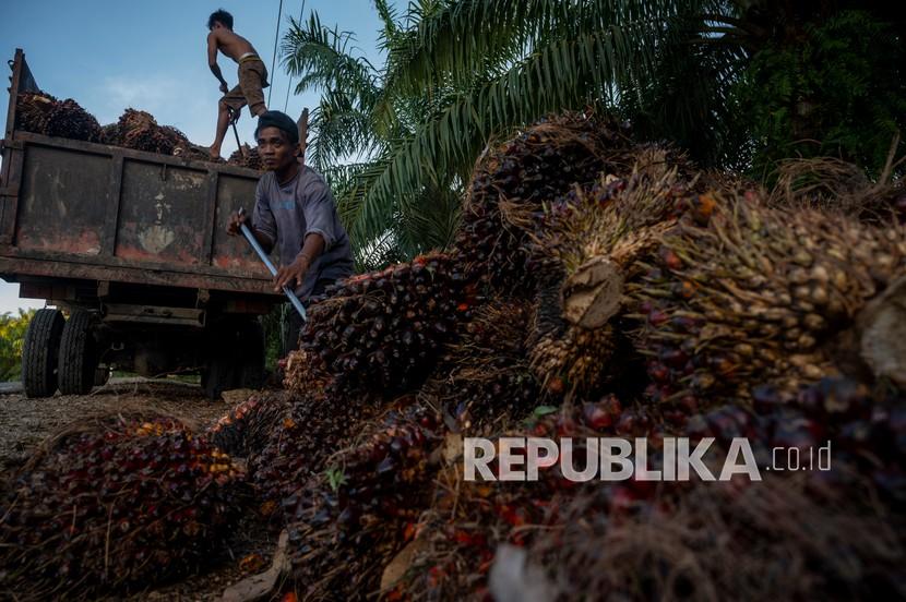 Pekerja menaikkan buah kelapa sawit yang baru panen di kawasan perkebunan sawit (ilustrasi).