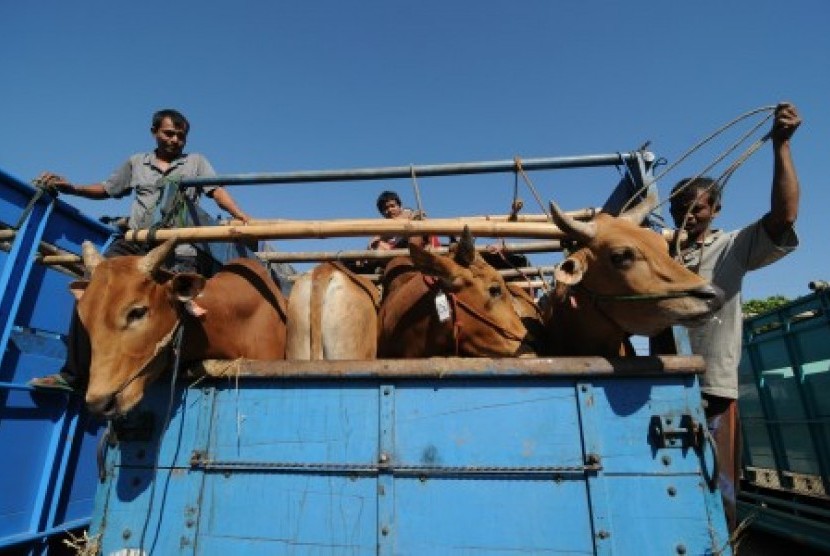 Pekerja menaikkan sapi ke atas truk untuk dikirim ke Tasikmalaya, di Pasar Kepo, Pamekasan, Jatim, Selasa (1/9).