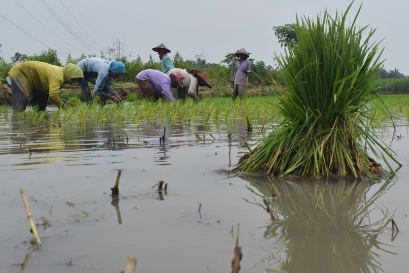 Pekerja menanam bibit padi di Pucangrejo, Kecamatan Sawahan, Kabupaten Madiun, Jawa Timur, Jumat (17/4/2020). Sebagian besar petani di wilayah tersebut mulai menanam padi pada masa tanam musim padi gadu atau musim tanam kedua.