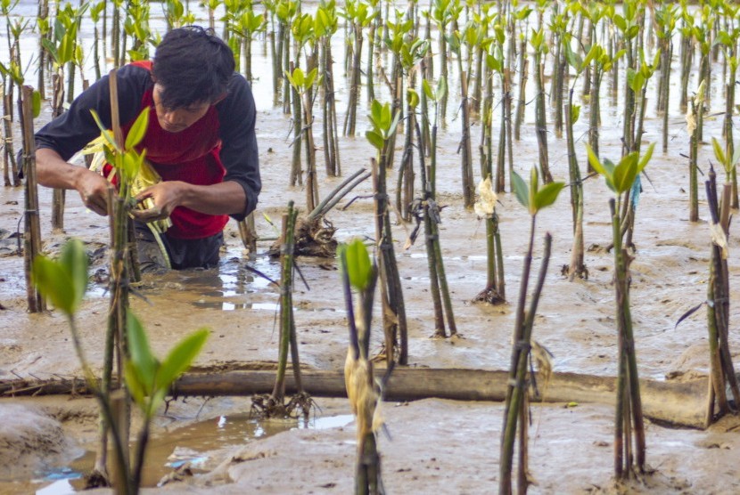 Pencegahan Abrasi: Pekerja menanam pohon magrove di Taman Ekowisata Mangrove Tangkolak, Cilamaya Wetan, Karawang, Jawa Barat, Sabtu (23/2/2019). 