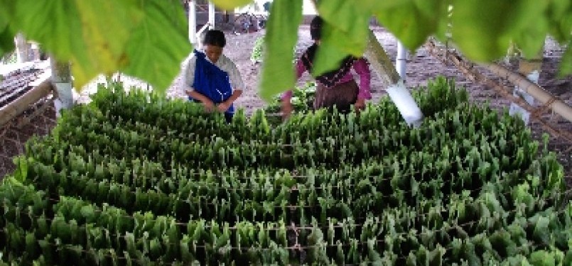 Pekerja menata daun tembakau sebelum dikeringkan di Klaten, Jawa Tengah.
