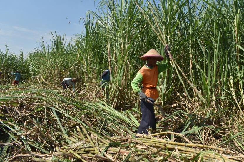 Pekerja menebang tebu di Kota Madiun, Jawa Timur, Jumat (5/6/2020). Holding Perkebunan Nusantara (PTPN) menargetkan bisa memproduksi satu juta ton gula di musim giling tebu tahun 2020 ini.