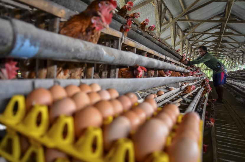Telur ayam (ilustrasi). Penurunan harga telur menyumbang deflasi di Jawa Tengah.
