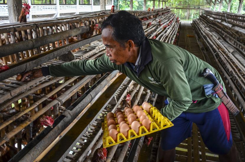 Pekerja mengambil telur ayam di Desa Sindangrasa, Kabupaten Ciamis, Jawa Barat, Kamis (23/9). Badan Pusat Statistik (BPS) mencatat, terjadi deflasi sebesar 0,04 persen pada bulan September 2021.