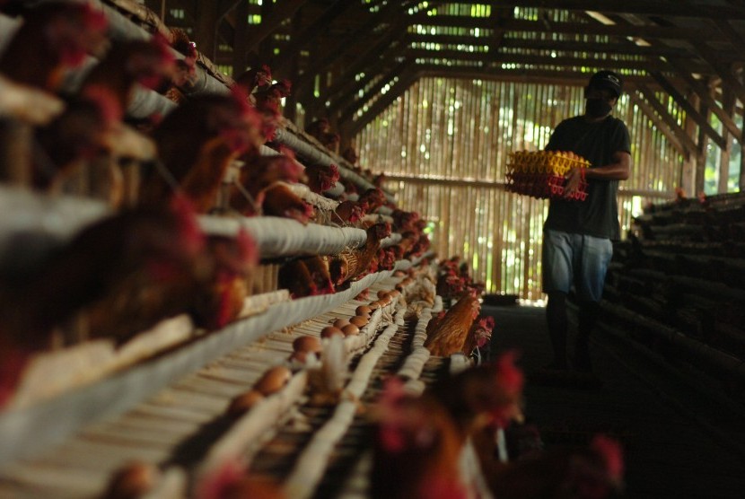 Pekerja mengambil telur ayam di sebuah peternakan di Kampung Yudanegara, Ciamis, Jawa Barat, Rabu (30/3).