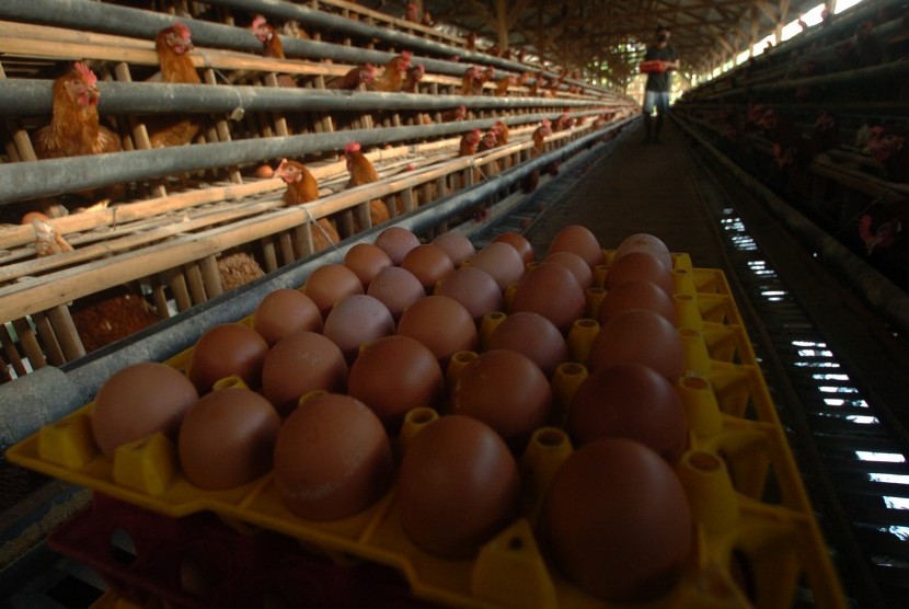 Pekerja mengambil telur ayam di sebuah peternakan di Kampung Yudanegara, Ciamis, Jawa Barat, Rabu (30/3).