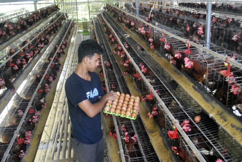 Pekerja mengambil telur ayam negeri di Cisadane Prima Farm, Kelurahan Cilendek Barat, Kota Bogor, Jawa Barat, Kamis (27/12/2018). 
