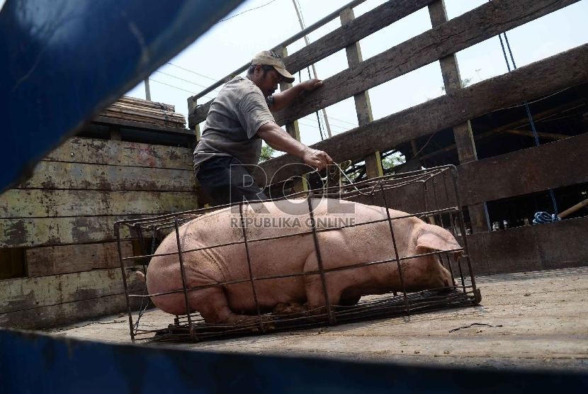 Pekerja mengangkat babi peliharaan yang dipindahkan dari peternakan di bantaran Sungai Cisadane di Mekarsari, Tangerang, Banten, Kamis (15/10).