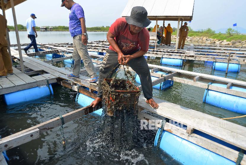 Pekerja mengangkat keranjang saat panen perdana budi daya tiram menggunakan sistem keramba apung di Desa Tibang, Kecamatan Syiah Kuala, Banda Aceh, Selasa (19/3).