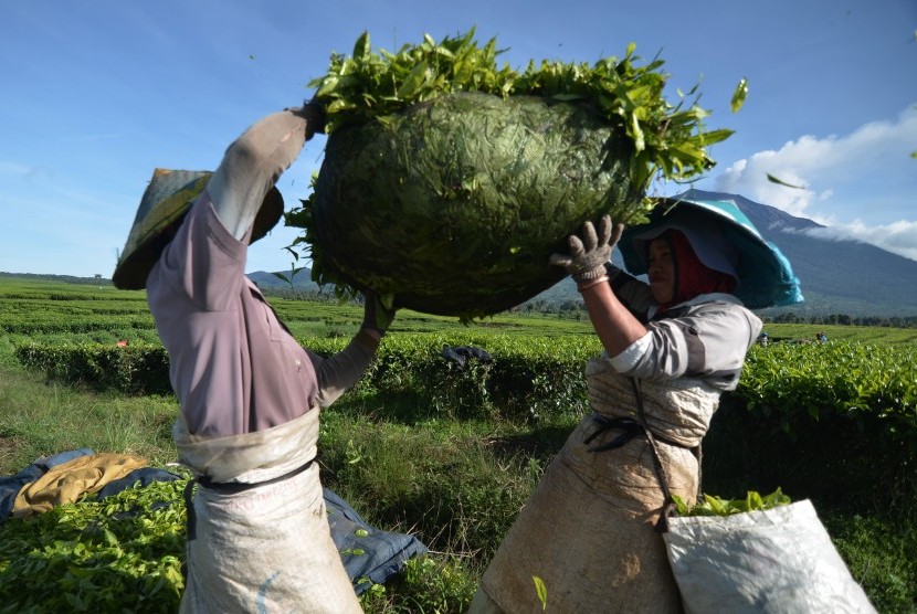 Pekerja mengangkat pucuk daun teh hasil panen di lahan PT. Perkebunan Nusantara VI (PTPN VI), Kersik Tuo, Kayu Aro, Kerinci, Jambi, Rabu (20/5).