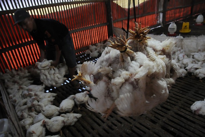 Pekerja mengangkut ayam potong di peternakan kawasan Cilodong, Depok, Jawa Barat.