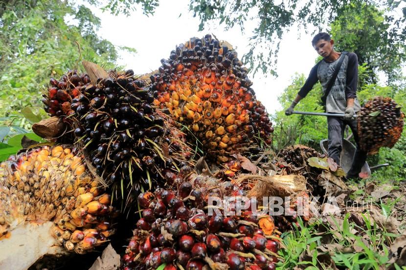 Pekerja mengangkut dan menata tandan buah segar kelapa sawit saat panen di Desa Jalin, Kecamatan Kota Jantho, Kabupaten Aceh Besar, Aceh, Senin (23/8). Indonesia merupakan produsen terbesar kelapa sawit yang menguasai sekitar 55 persen pangsa pasar sawit dunia. 