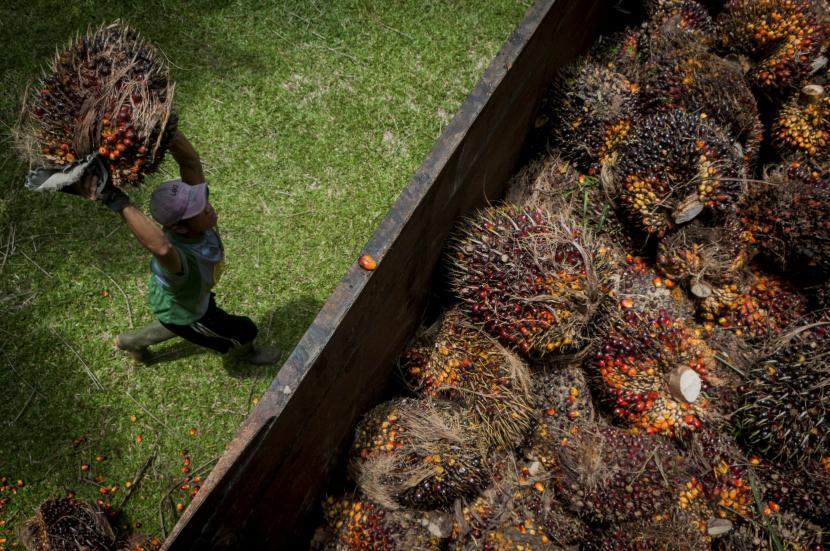 Pekerja mengangkut kelapa sawit ke dalam truk. Persoalan program biodiesel muncul dari segi lingkungan, sosial hingga ekonomi