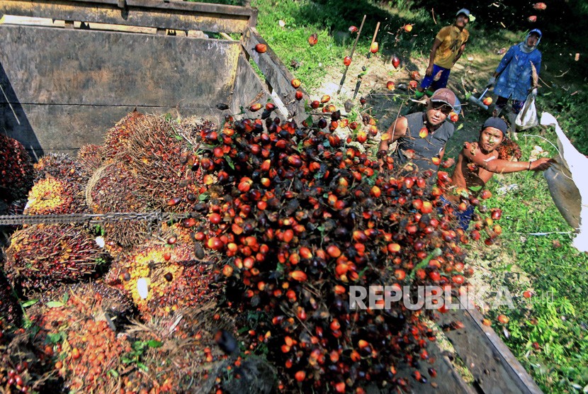 Workers transport oil palm into trucks at an oil palm plantation in Mesuji raya, Ogan Komering Ilir, South Sumatra.