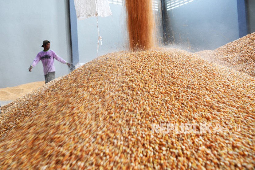 Pekerja mengemas jagung yang akan didistribusikan ke peternak di Gudang Bulog, Surabaya, Jawa Timur, Kamis (24/1/2019). 