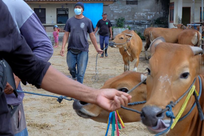 Pekerja menggiring sapi Bali ke atas truk untuk dikirim ke Kabupaten Jembrana di Pasar Hewan Beringkit, Badung, Bali, Ahad (3/7/2022). Dinas Pertanian dan Ketahanan Pangan Provinsi Bali menghentikan sementara pengiriman sapi Bali ke luar pulau sejak Sabtu (2/7) menyusul adanya 63 kasus sapi terjangkit penyakit mulut dan kuku (PMK) di tiga kabupaten di Bali sehingga 55 ekor sapi terjangkit telah dimusnahkan. 