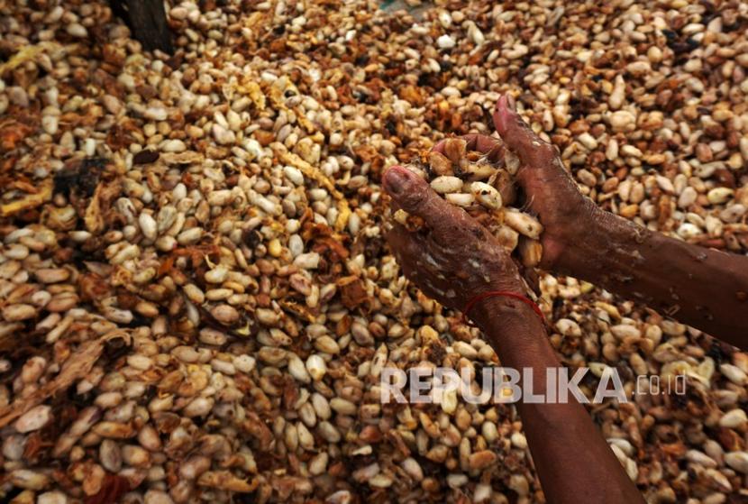 Pekerja mengolah biji kakao yang sudah difermentasi. Dinas Perkebunan Provinsi Kalimantan Timur (Kaltim) melatih kelompok tani (poktan) menangani biji kakao. 