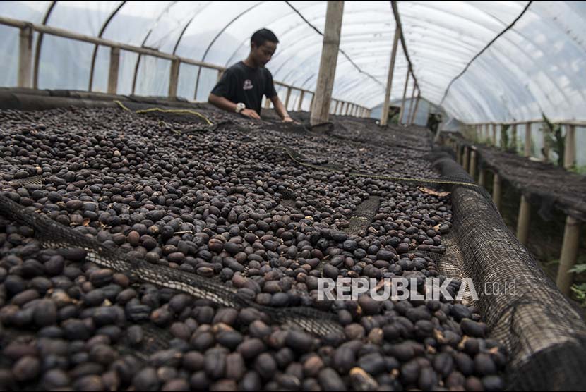 Pekerja mengolah biji kopi natural arabica di Basecamp Persaudaraan Gunung Puntang Indonesia (PGPI) Shelter Kopi Sunda Hejo, Gunung Puntang, Kabupaten Bandung, Jawa Barat (Ilustrasi)