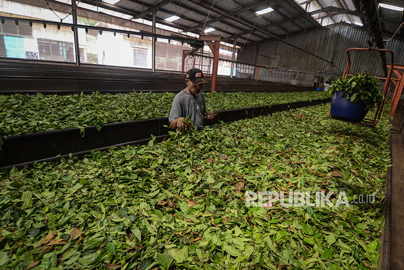 Pekerja mengolah teh hitam di Pabrik Pengolahan PT Perkebunan Nusantara (PTPN) VIII di Sukawana, Kabupaten Bandung Barat, Jawa Barat, Jumat (11/5).