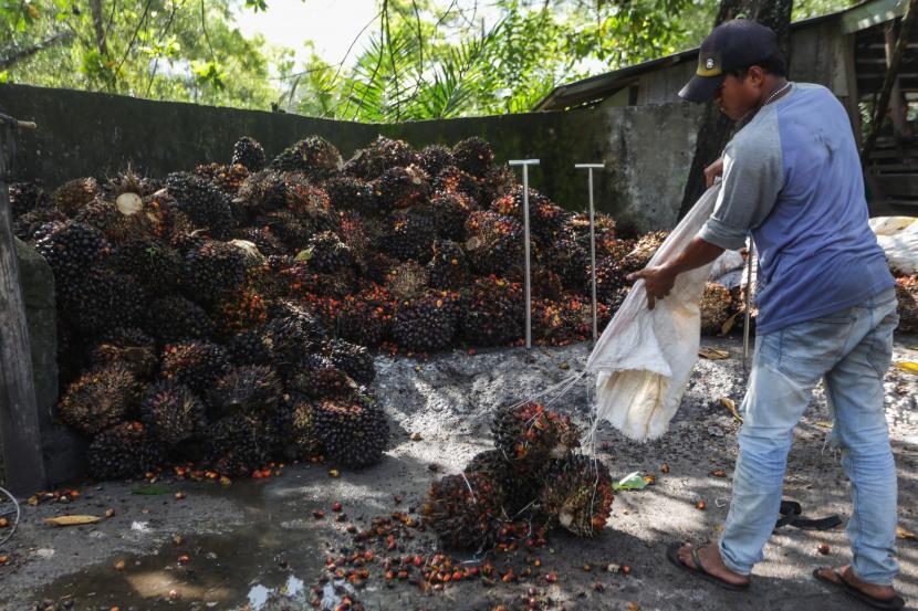 Pekerja mengumpulkan sawit di salah satu tempat pengepul (ilustrasi). Dampak larangan pemerintah untuk ekspor CPO, minyak goreng, Refined, Bleached, and Deodorised (RBD) palm oil, dan RBD palm olein sejak 28 April 2022 mulai dirasakan petani sawit di Kalimantan Timur (Kaltim).