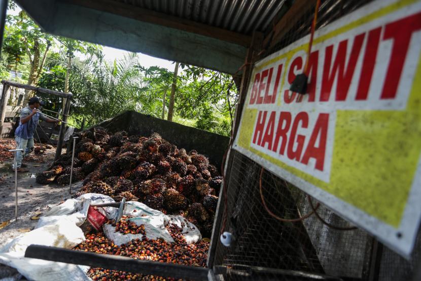 Pekerja mengumpulkan buah kelapa sawit di salah satu tempat pengepul kelapa sawit di Jalan Mahir Mahar, Palangka Raya, Kalimantan Tengah, Selasa (26/4/2022). Dalam beberapa hari terakhir harga kelapa sawit di daerah tersebut mulai menurun dari Rp3.780 ribu per kilogram menjadi Rp2.200 ribu per kilogram, penurunan itu terjadi menyusul adanya kebijakan terkait larangan ekspor minyak sawit mentah atau crude palm oil (CPO) mulai 28 April mendatang.
